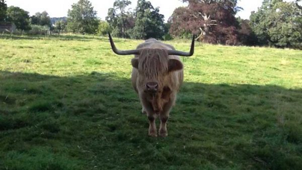 Hairy Highland Coo